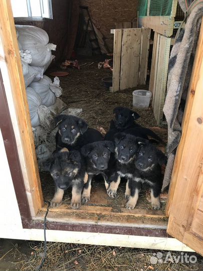 Щенки немецкой овчарки, девочки