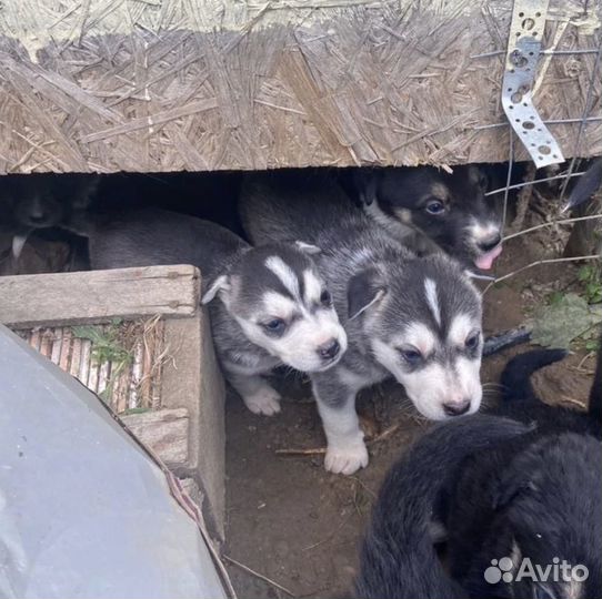 Щенок девочка в добрые руки