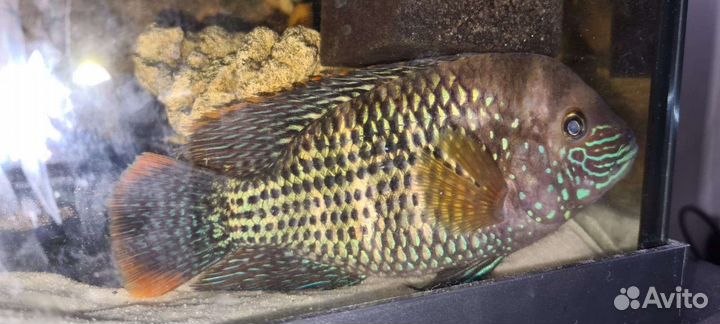 Бирюзовая акара