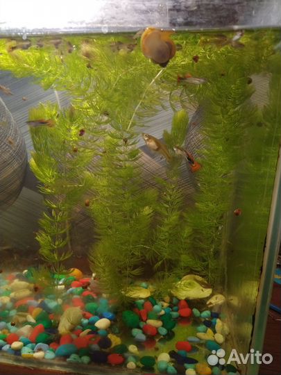Рыбки и роголистник