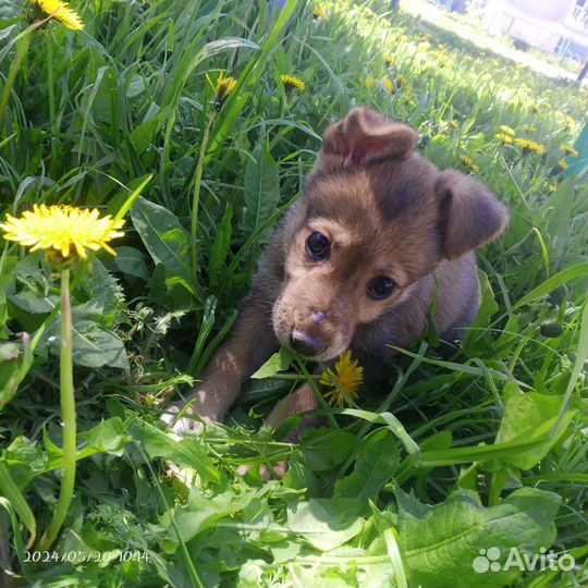 Собака в добрые руки щенок