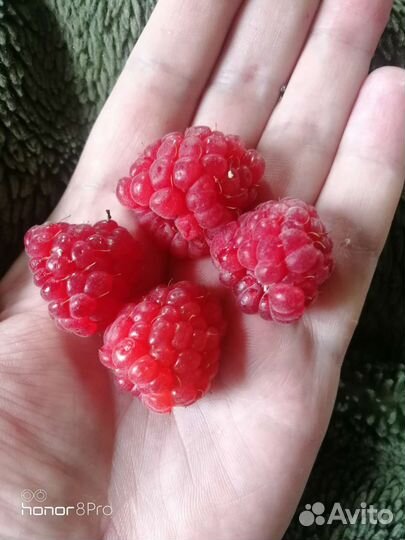 Малина Геракл, Тибетская малина