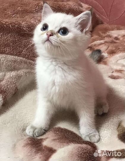 Британские котята