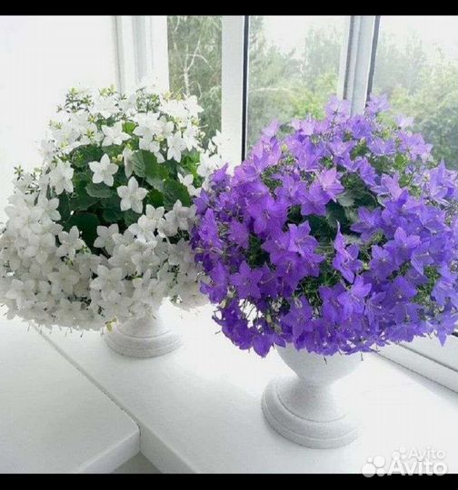 Кампанула жених и невеста