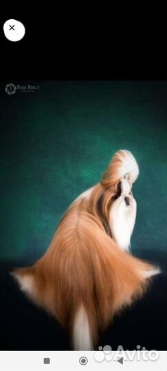 Ши-тцу мини