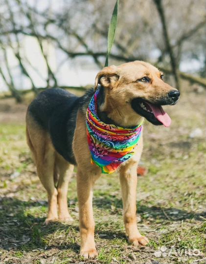 Спасите меня из приюта