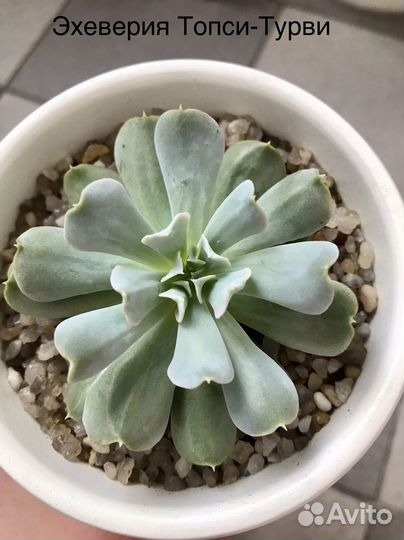 Эхеверии сортовые, граптопеталум