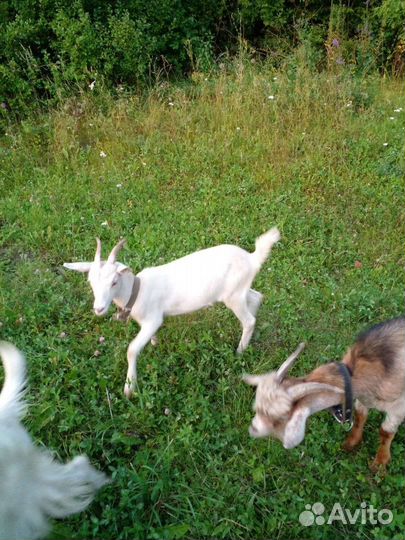Коза дойная третий окот, козленок и козочка 6мес