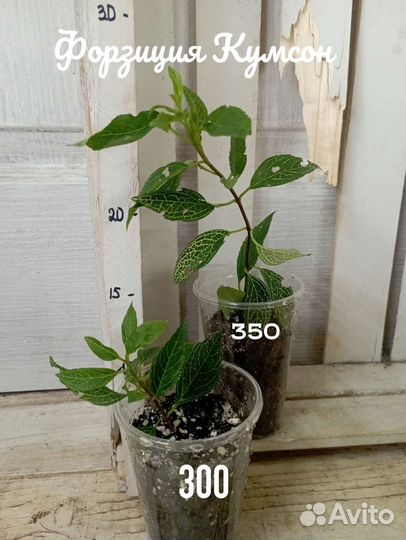 Многолетнее растение для сада форзиция Кумсон