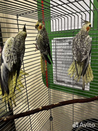 Попугай корелла