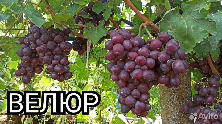 Аватар, Ламборджини, Хеллоуин оптом