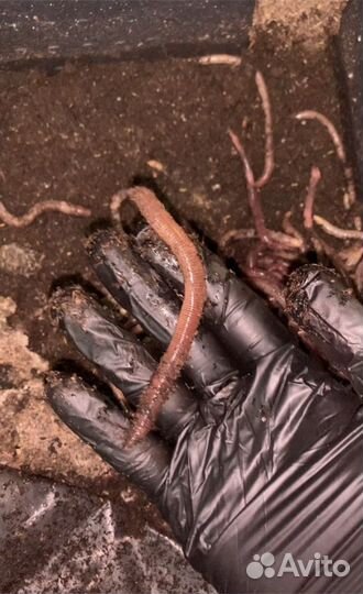 Червь дендробена