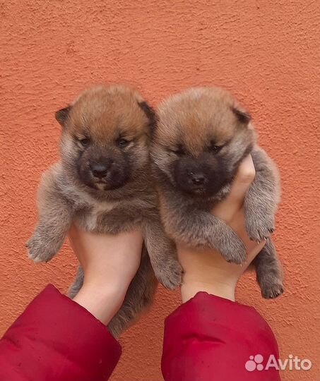 Щенки Сиба