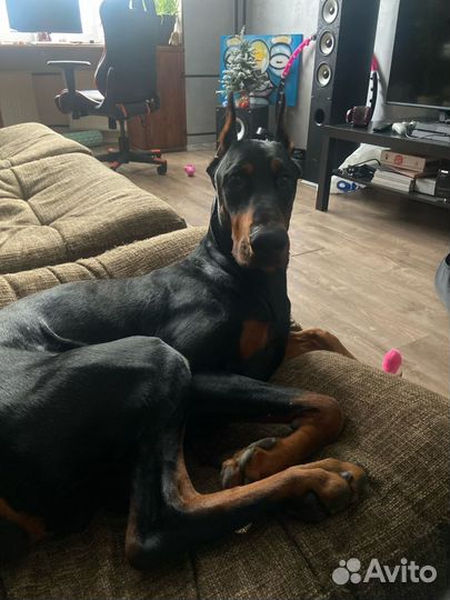 Доберман вязка
