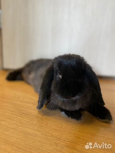 Декоративный кролик самец с клеткой, вольером