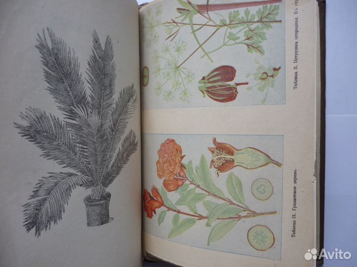 Пашкевич В.В. Учебник садоводства для низших школ