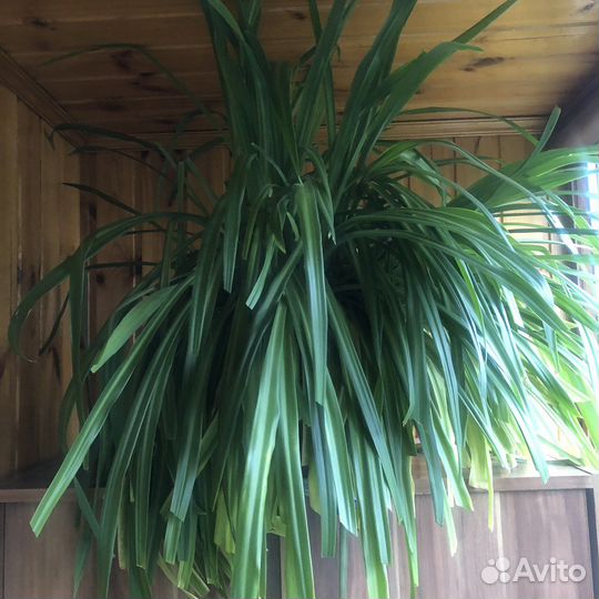 Хлорофитум