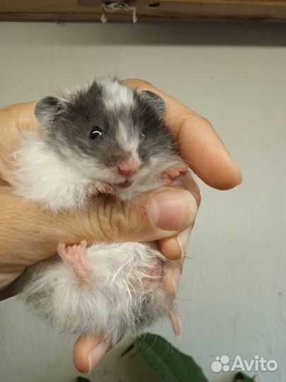 Хомяки ангорские длинношерстные