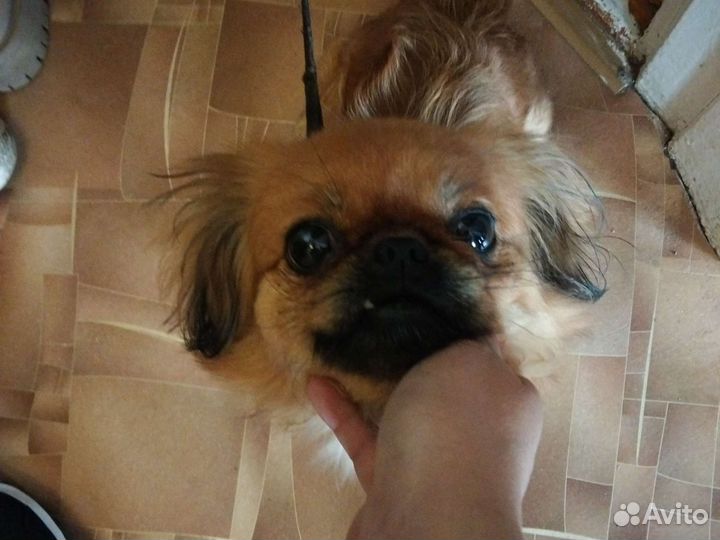 Вязка пекинес