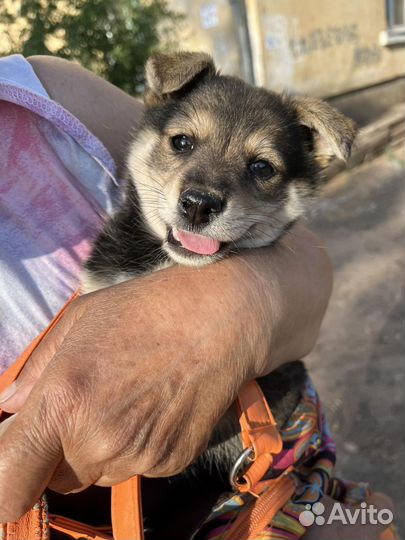 Малышка домашний вариант