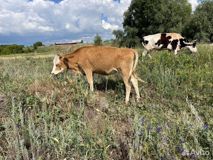 Телки от высокоудойных коров, телочки