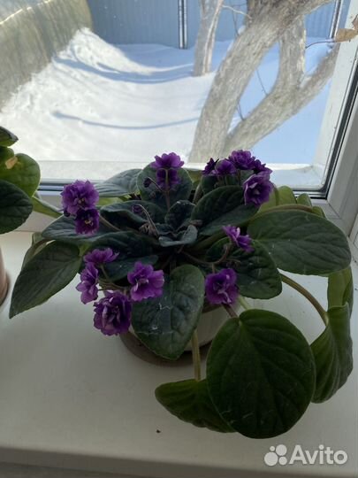 Фиалки цветущие в горшке