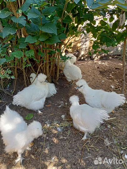 Петух Цыпы Китайские Шёлковые А.С.К Кохинхин яйцо