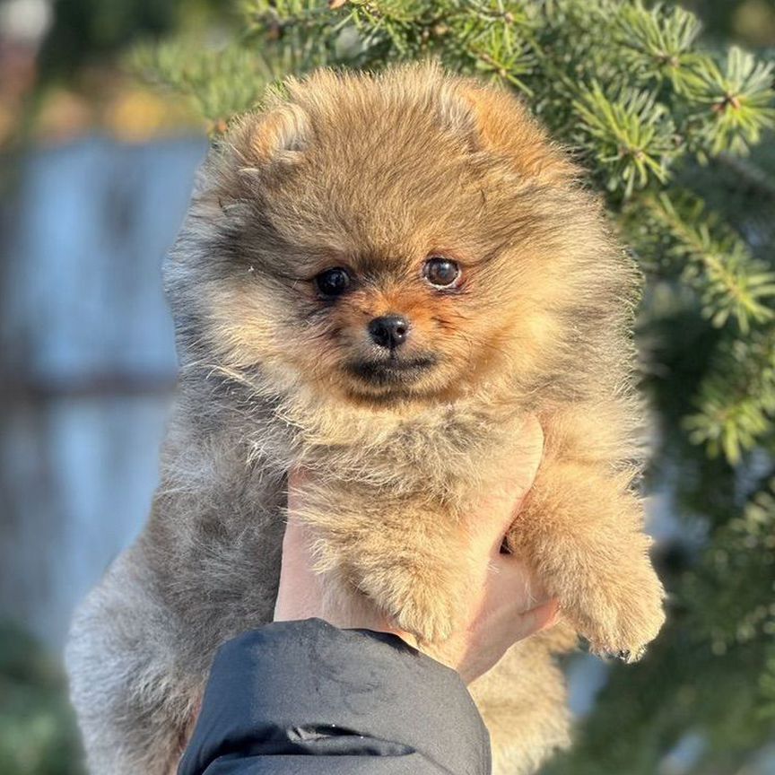 Померанский шпиц Девочка