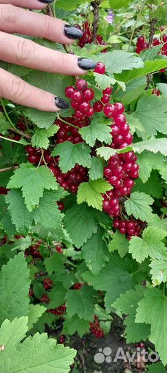 Красная смородина ягоды