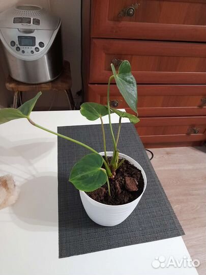 Спатифилум