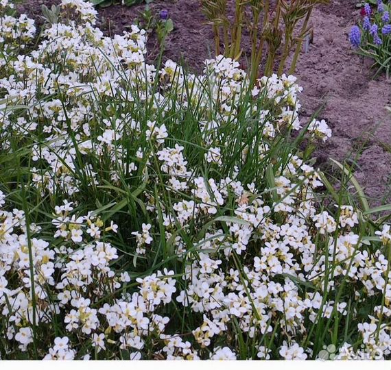 Почвопокровные многолетние цветы