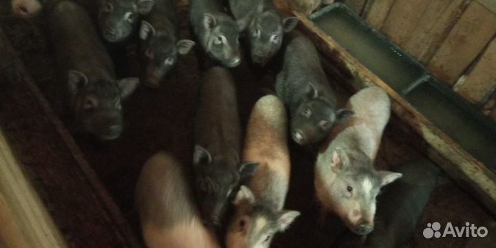 Мясо вьетнамской свиньи