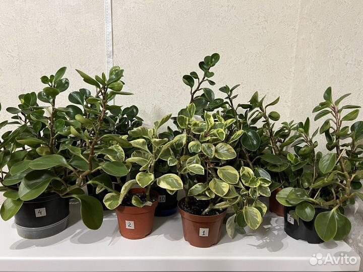 Пеперомия туполистная вариегатная