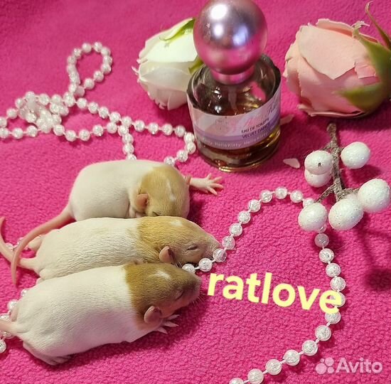 Крысята редких окрасов и маркировок