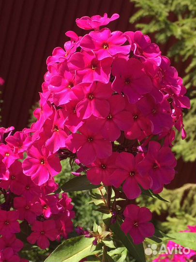 Многолетние цветы продаю или меняю