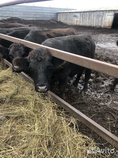 Быки абердин ангус