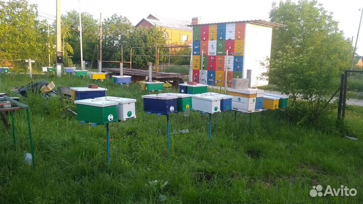 Пчеломатки, маточники