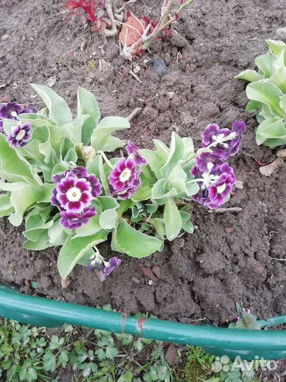 Аурикула(примула ушковая)