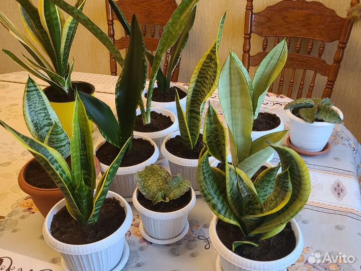 Сансевиерии сортовые
