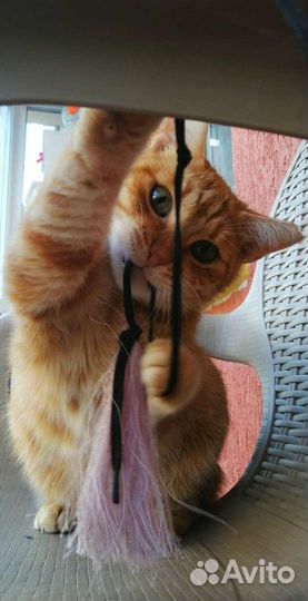 Рыжая кошка -счастье в дом