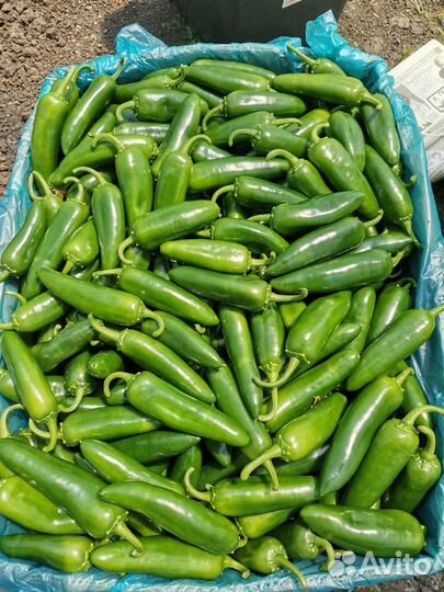 Перец «Халапеньо»