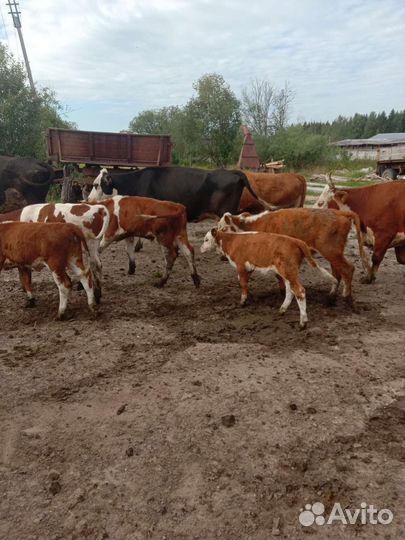 Коровы бычки Телята