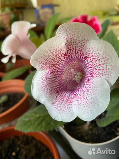 Глоксиния Тидея