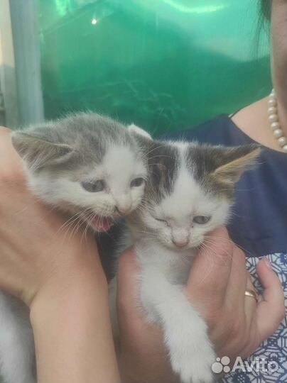 Котята ищут добрые руки