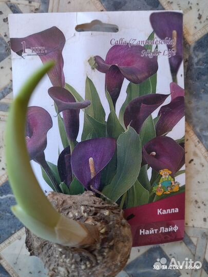 Домашние растения цветы