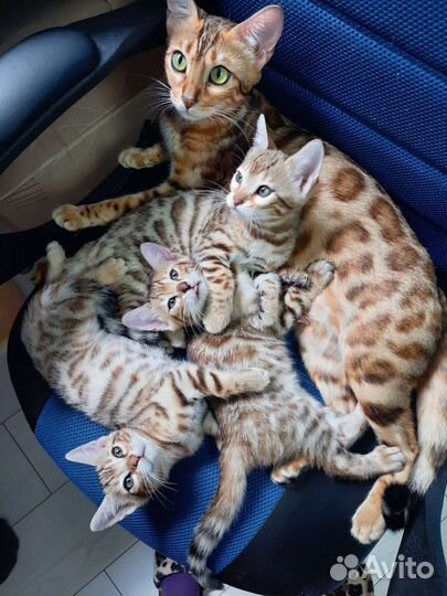 Бенгальские котята с документами