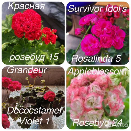 Пеларгонии сортовые