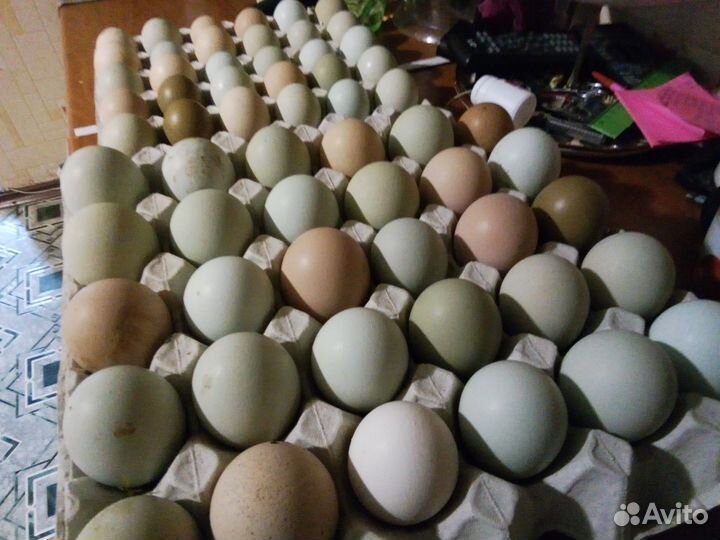 Инкубационное яйцо, цыплята на заказ