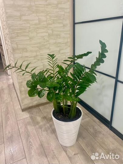 Замиокулькас (доллар)