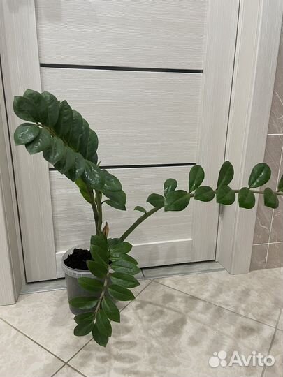 Замиокулькас